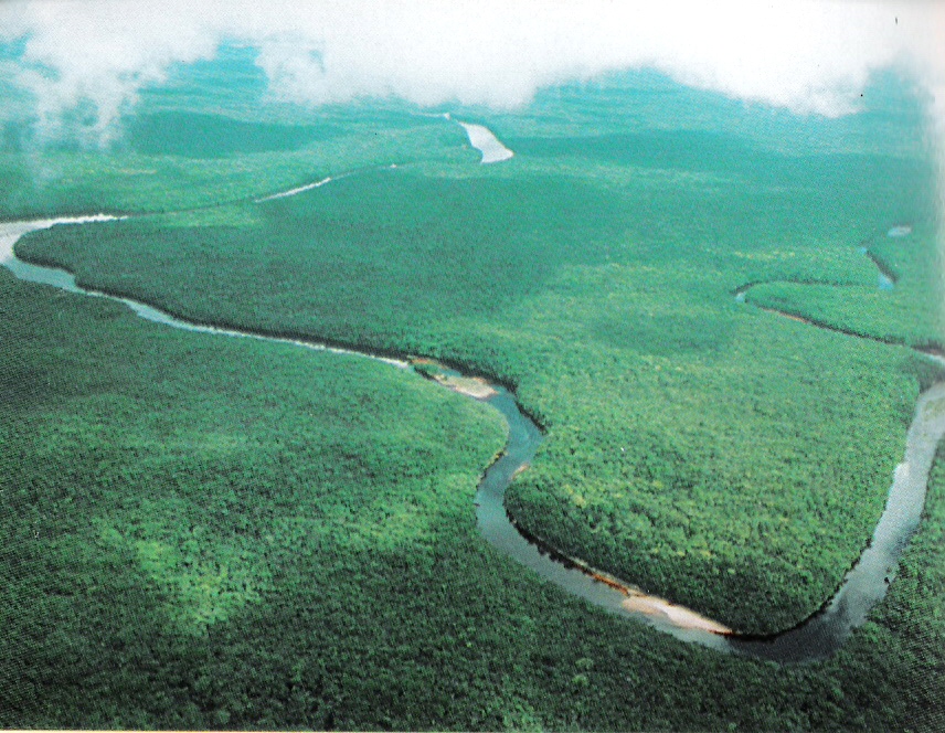 Orinoco Delta Swamp Forests | One Earth